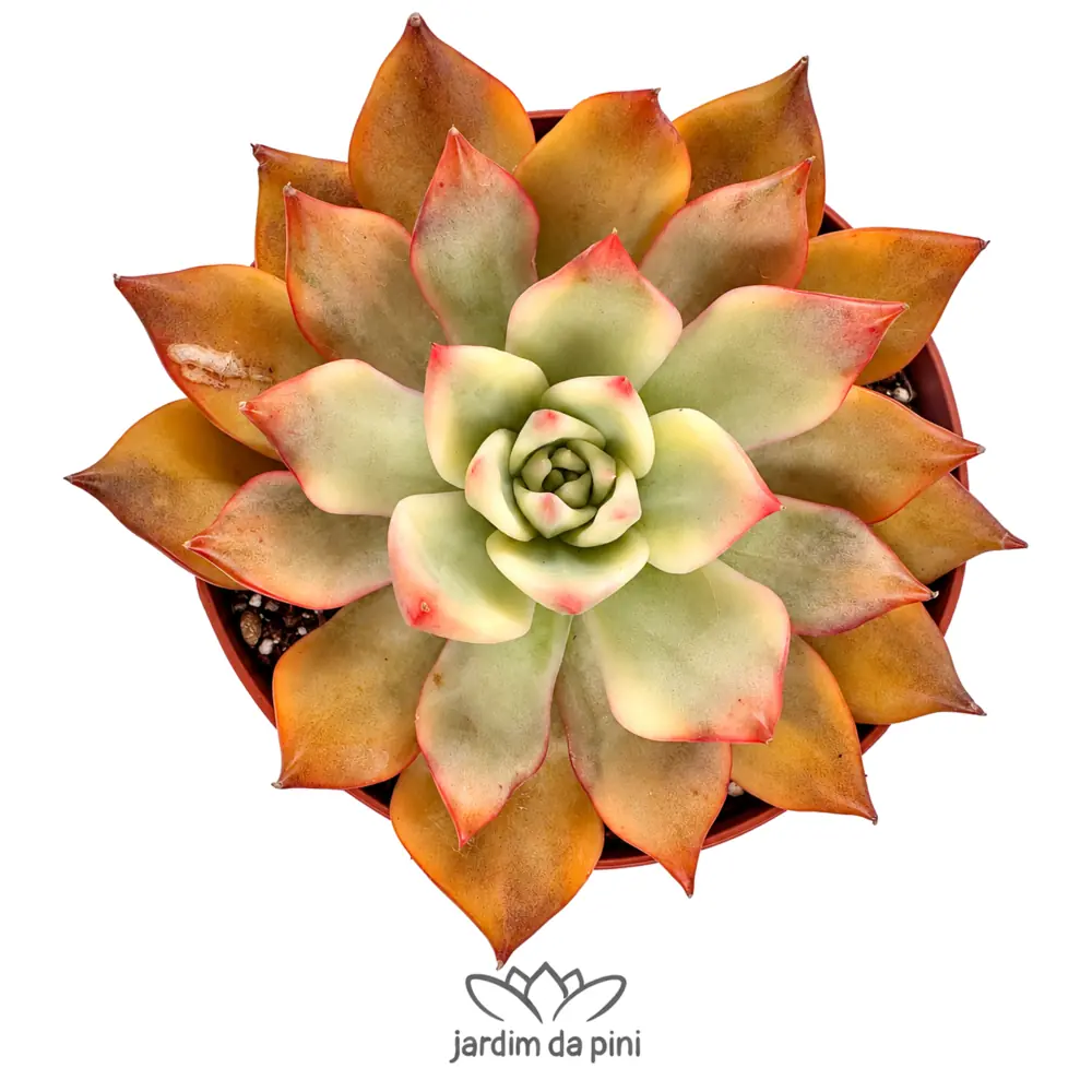 Echeveria Carmella variegata