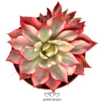Echeveria Fire Lotus Variegata