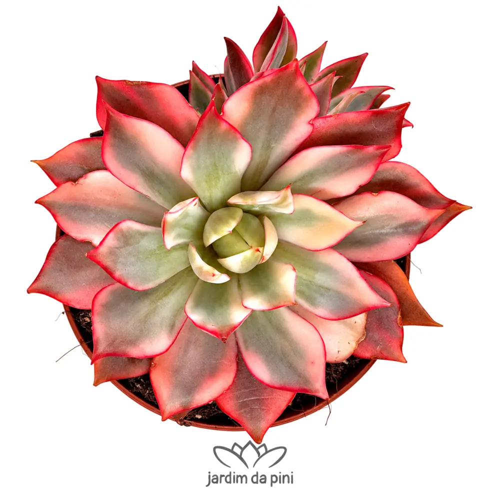 Echeveria Fire Lotus Variegata