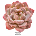 Echeveria Ice Soul