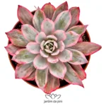 Echeveria Laulensis Variegata