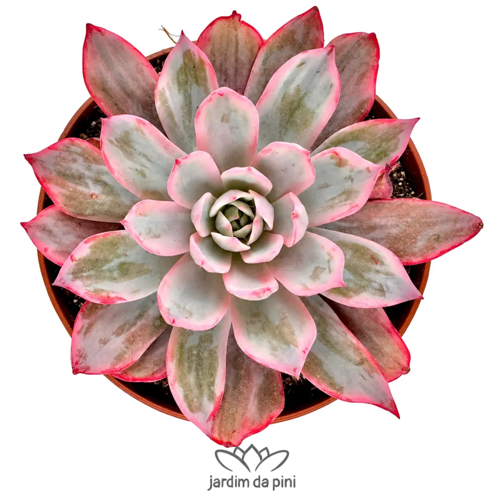 Echeveria Laulensis Variegata