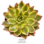 Echeveria Peach Blossom Variegata