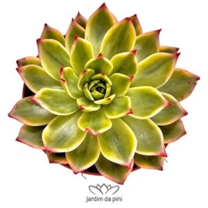 Echeveria Peach Blossom Variegata