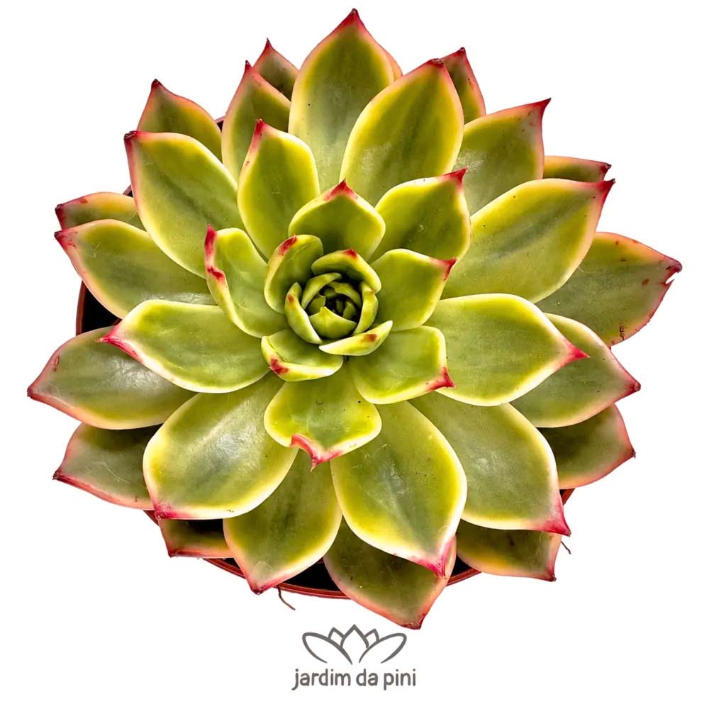 Echeveria Peach Blossom Variegata