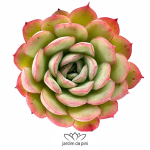 Echeveria Strawberry ice