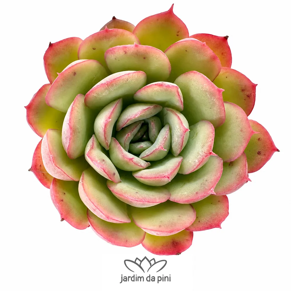 Echeveria Strawberry ice