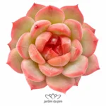 Echeveria Zither