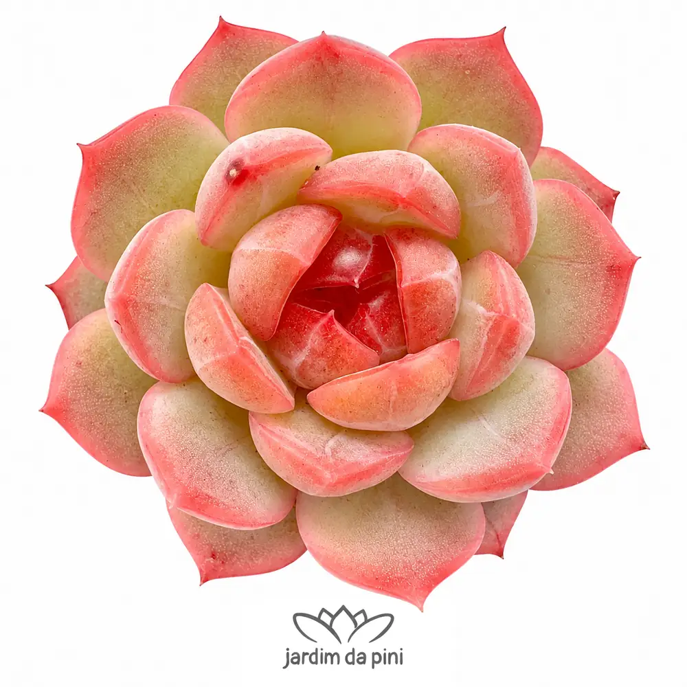 Echeveria Zither