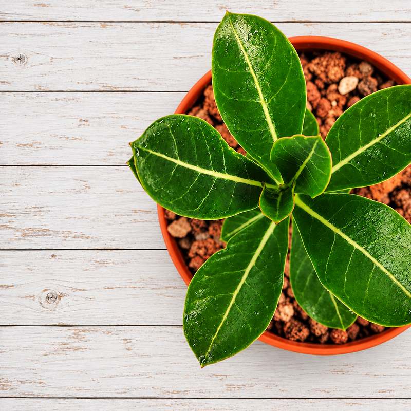 Adenium