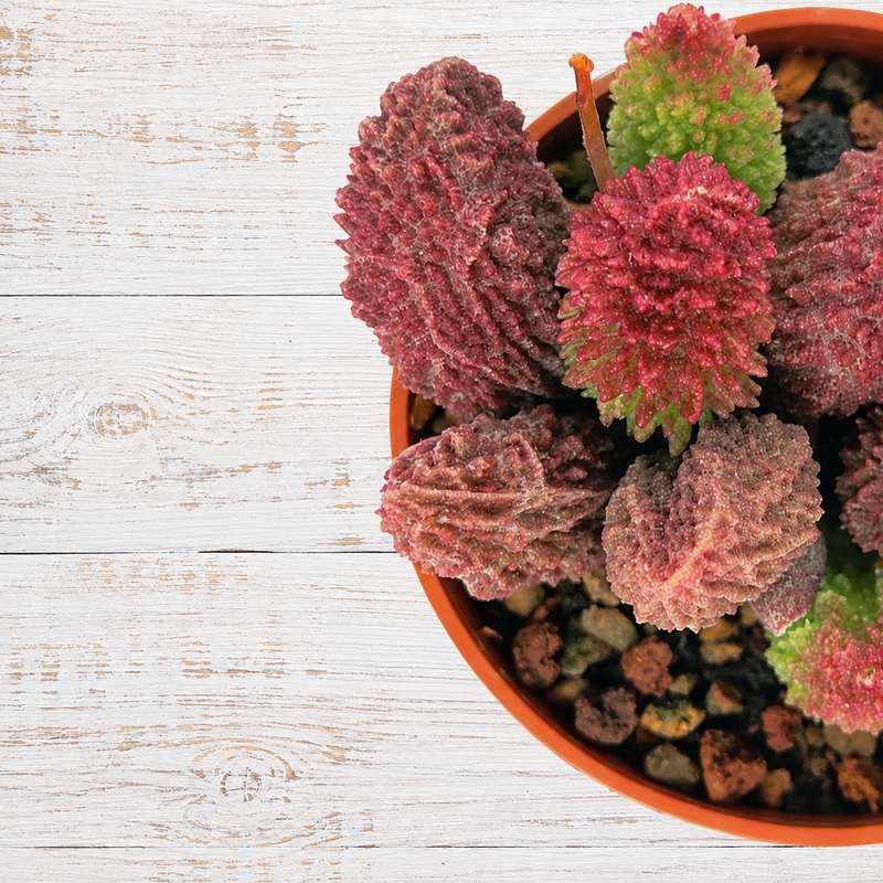Adromischus