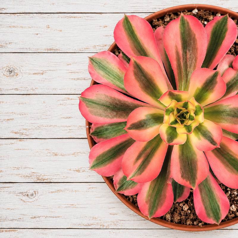 Aeonium