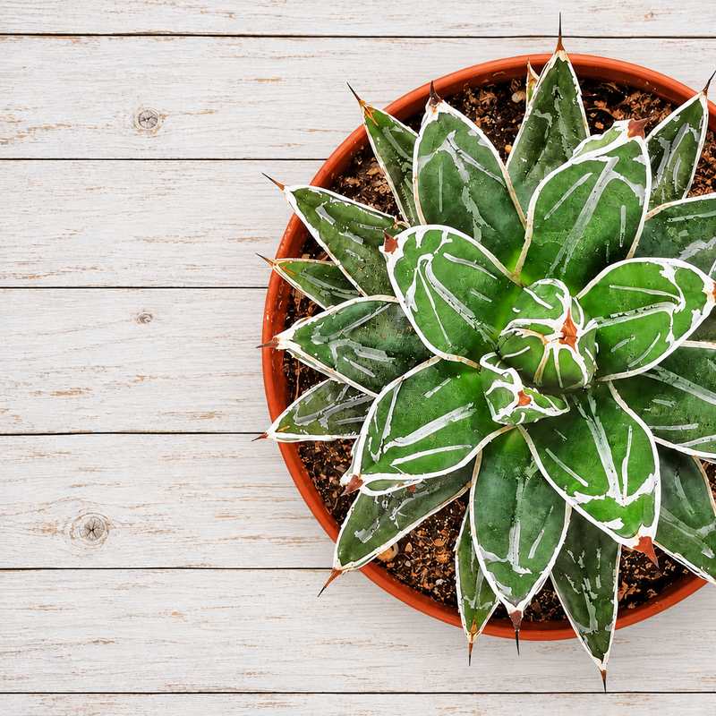 Agave