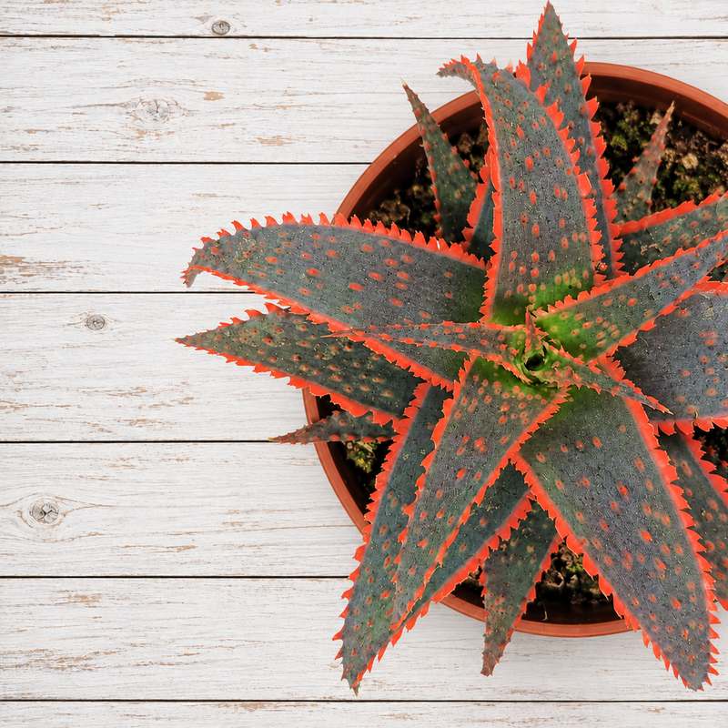 Aloe