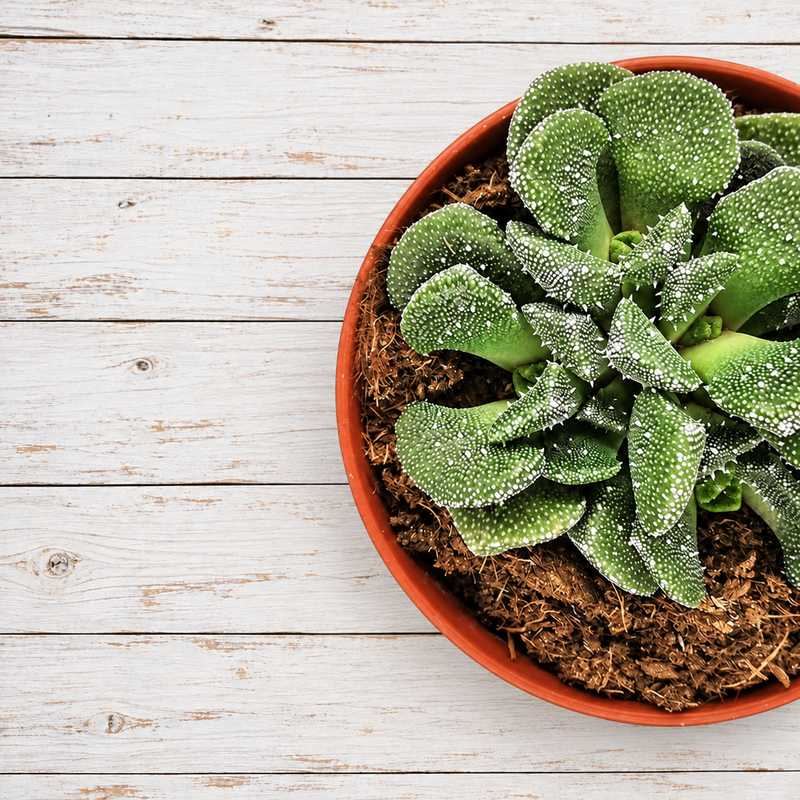 Aloinopsis