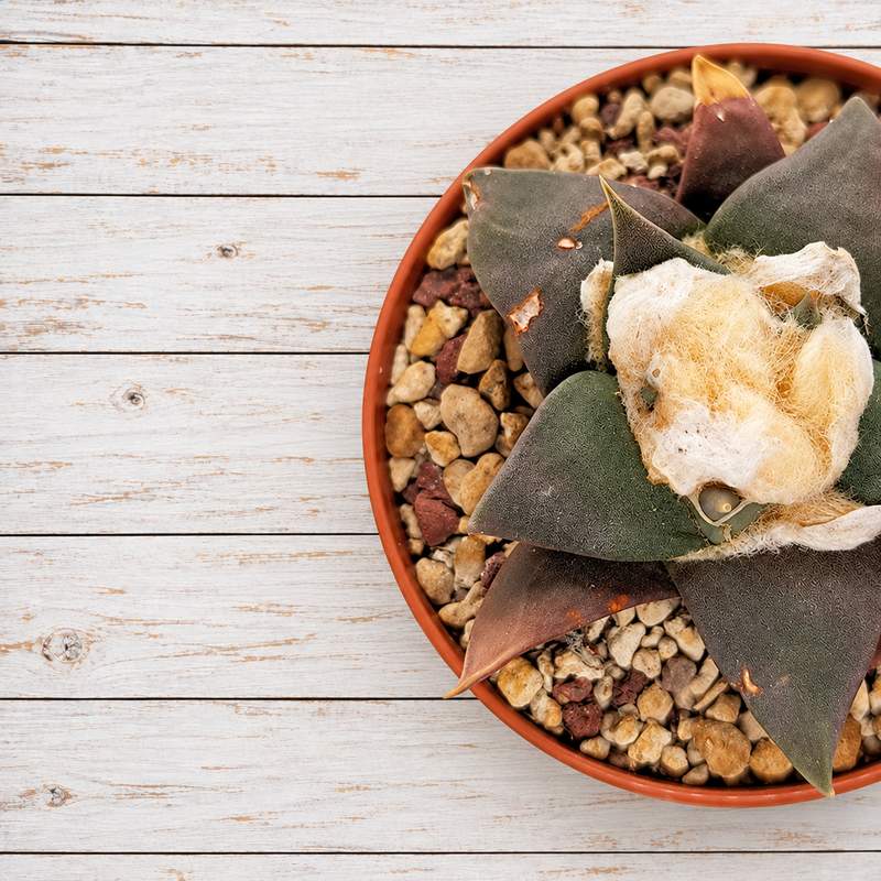 Ariocarpus