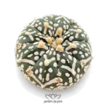 astrophytum asterias cv super kabuto v type