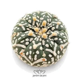 Astrophytum Super Kabuto v type