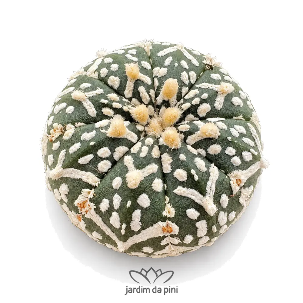 astrophytum asterias cv super kabuto v type