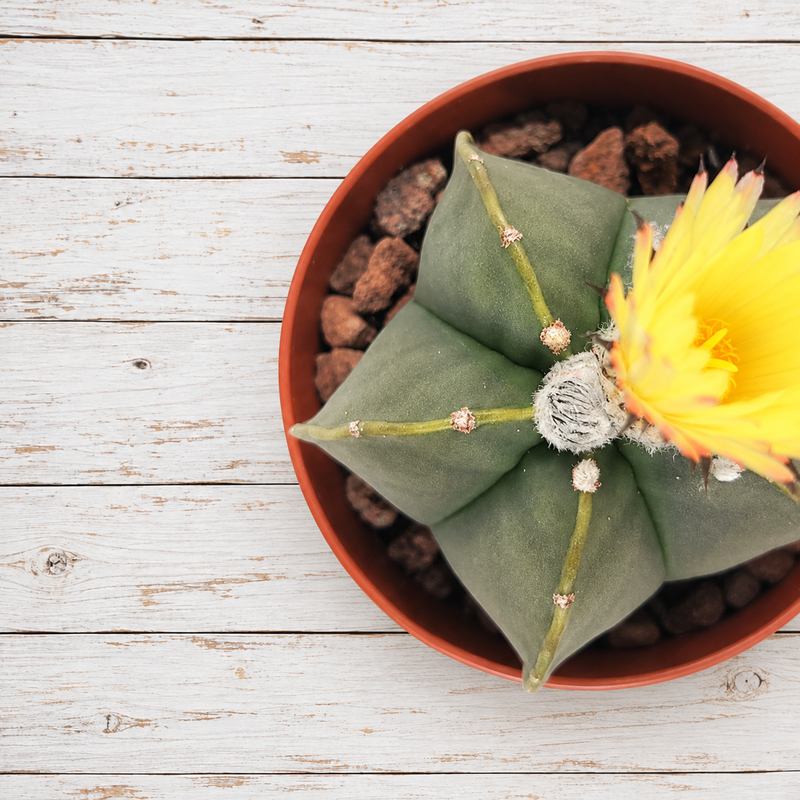 Astrophytum