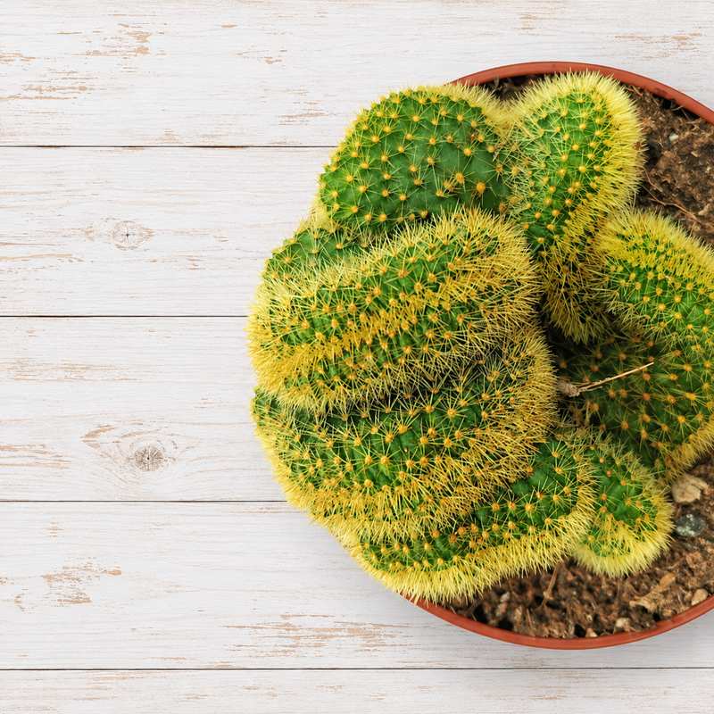 Cactos