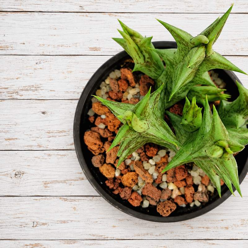 Caralluma