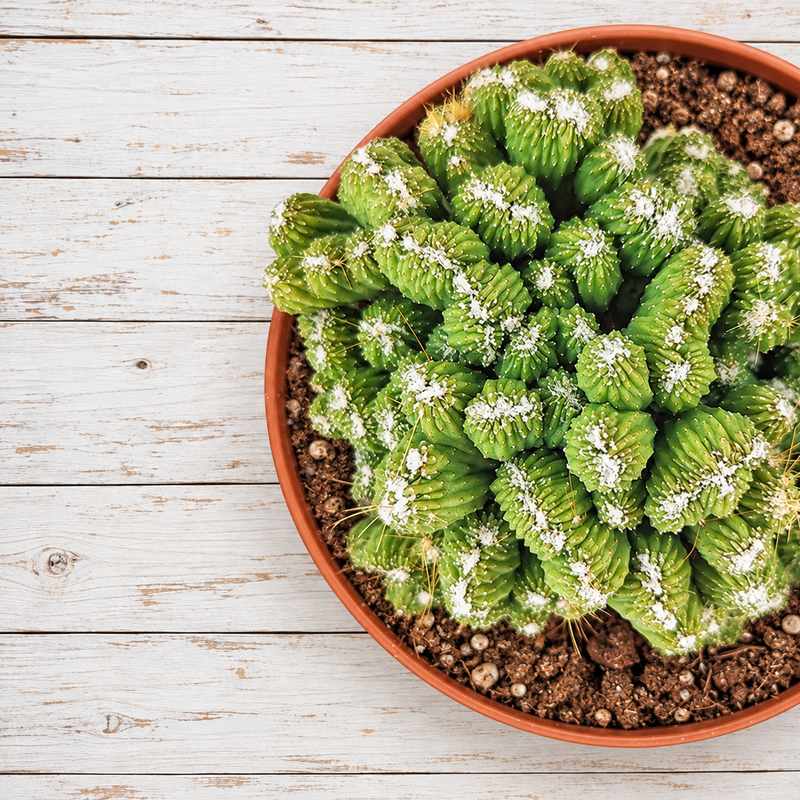 Cereus