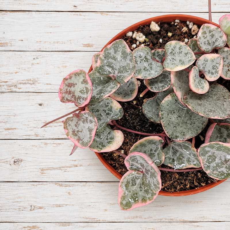 Ceropegia
