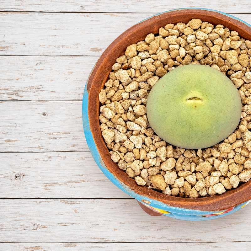 Conophytum