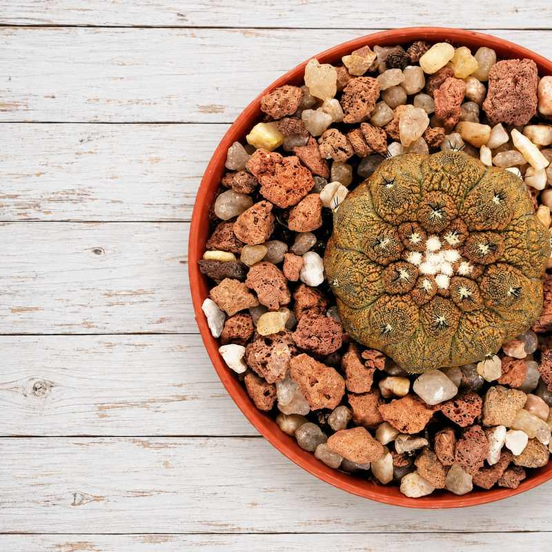 Copiapoa
