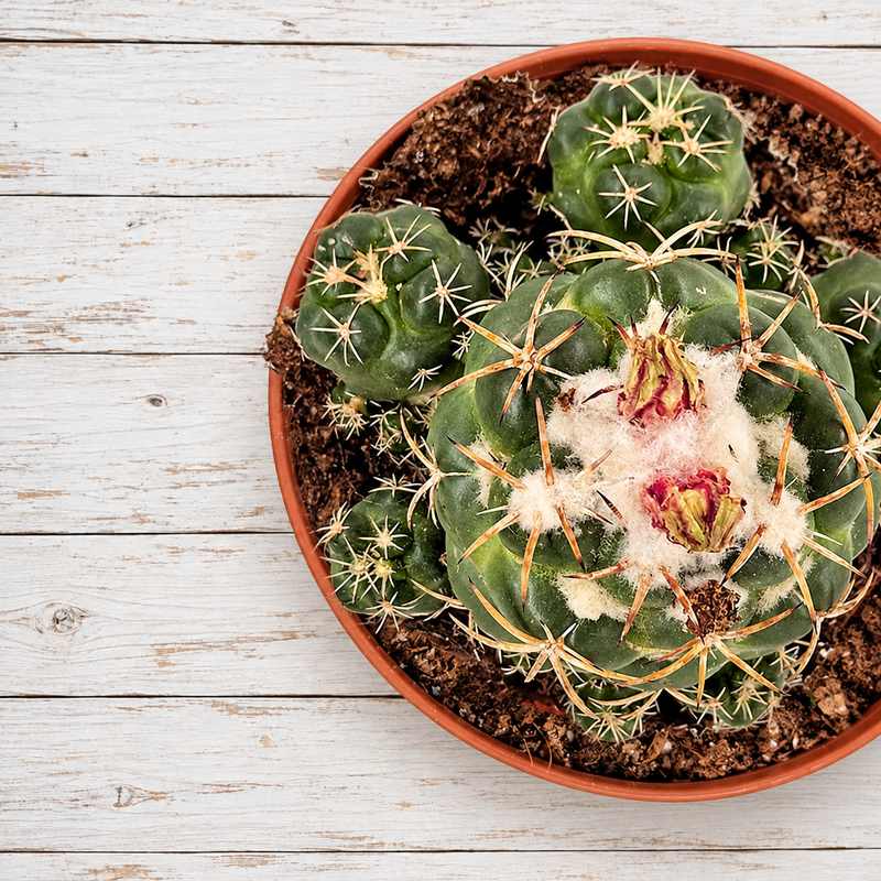 Coryphantha
