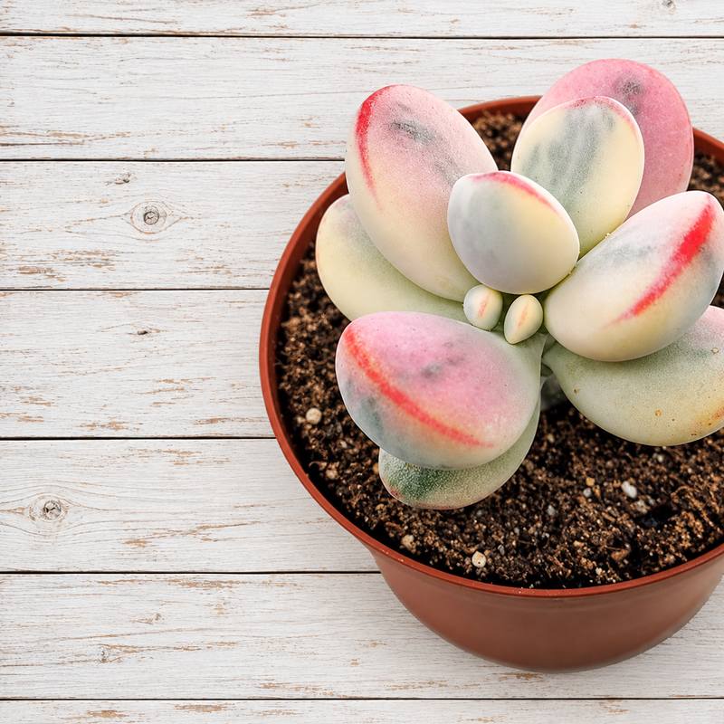 Cotyledon