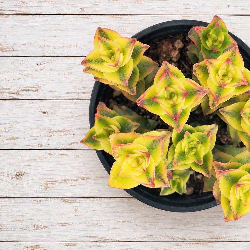 Crassula