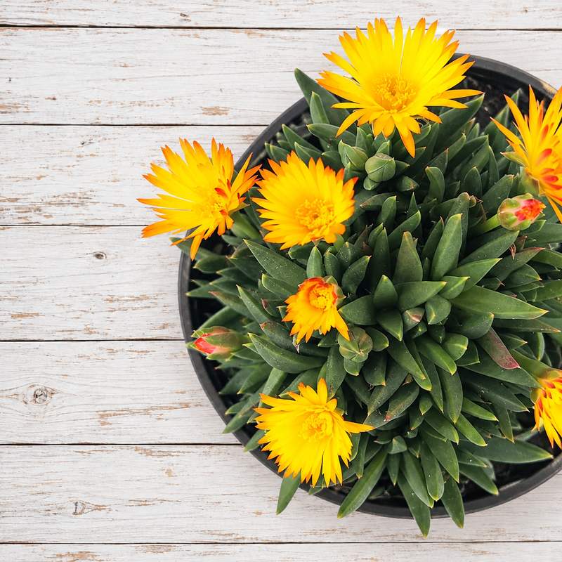 Delosperma