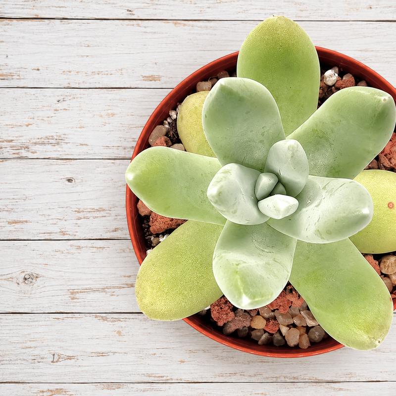 Dudleya