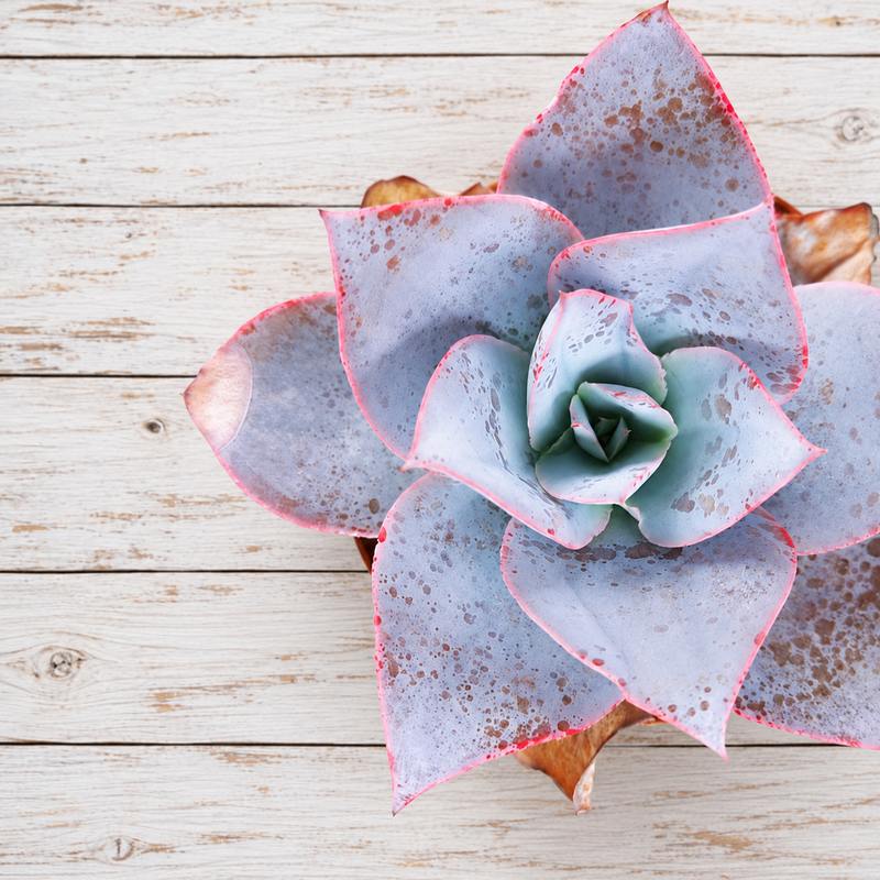 Echeveria