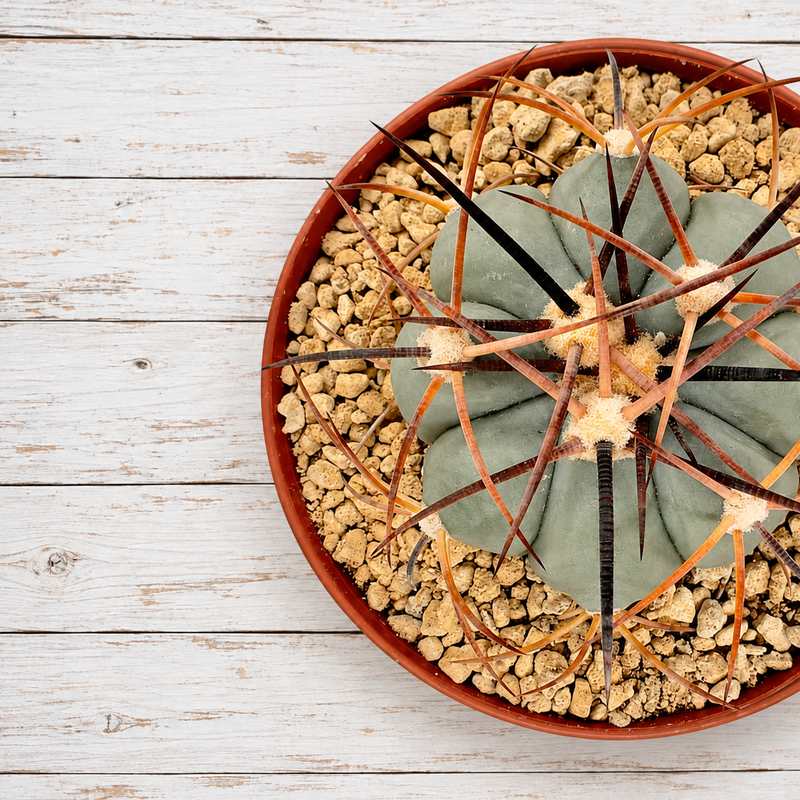 Echinocactus