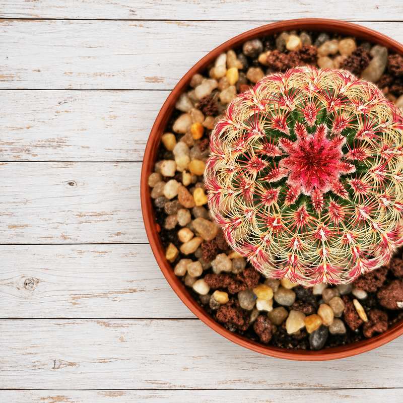 Echinocereus