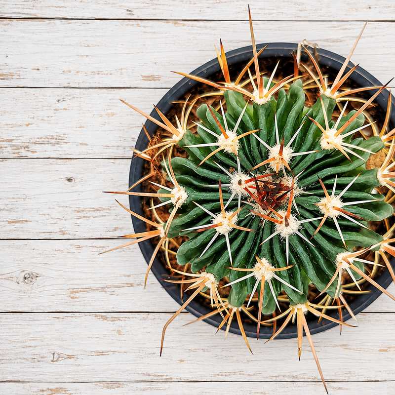 Echinofossulocactus