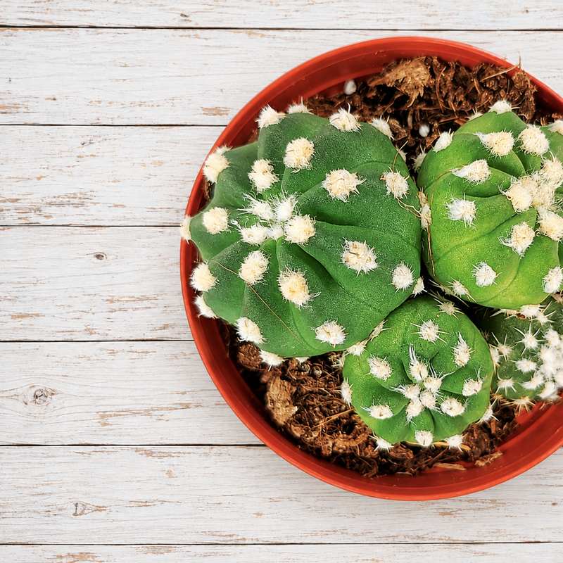 Echinopsis