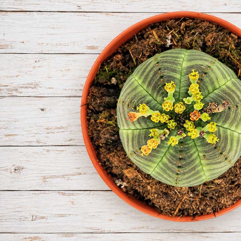 Euphorbia