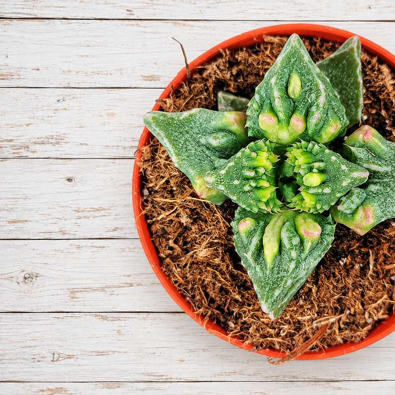 Faucaria