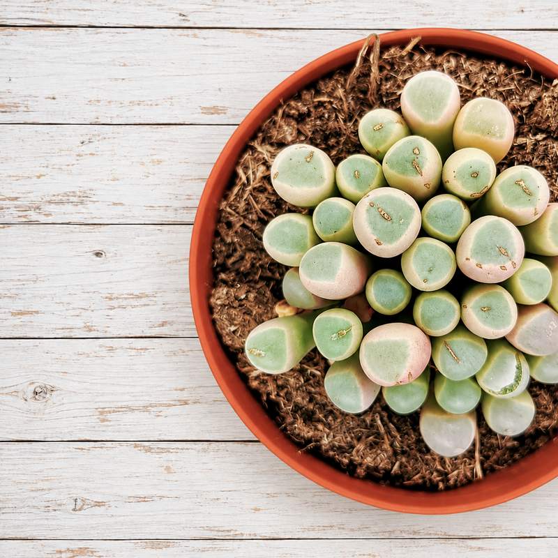 Fenestraria