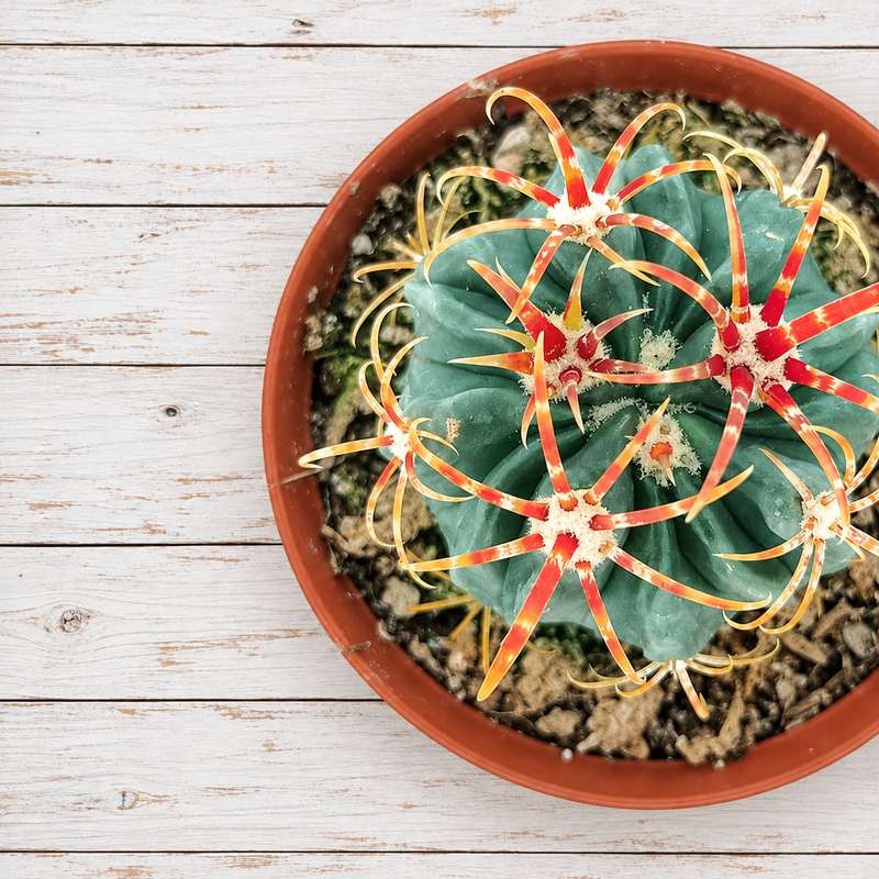 Ferocactus