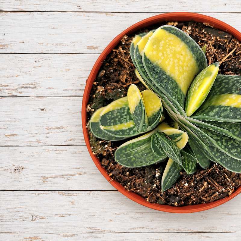 Gasteria