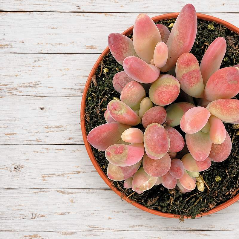 Graptosedum