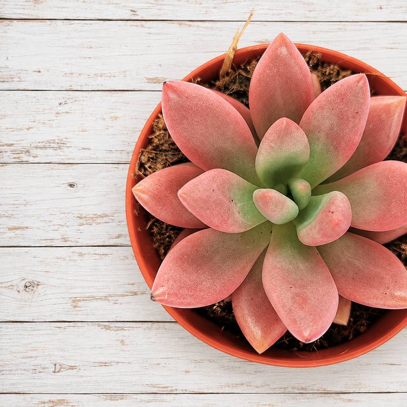 Graptoveria