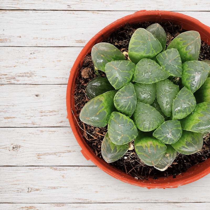 Haworthia
