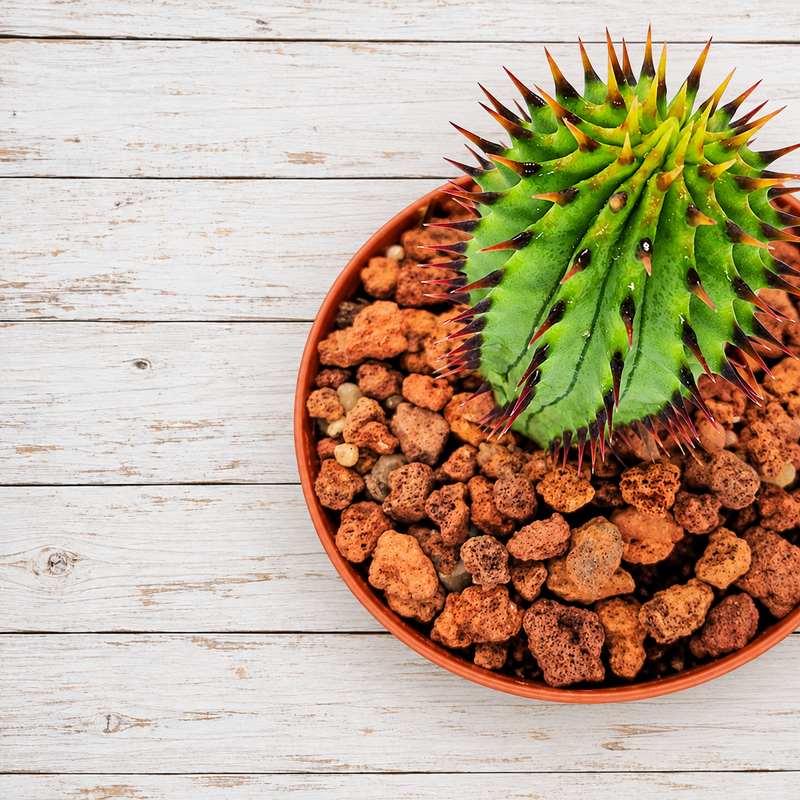 Hoodia