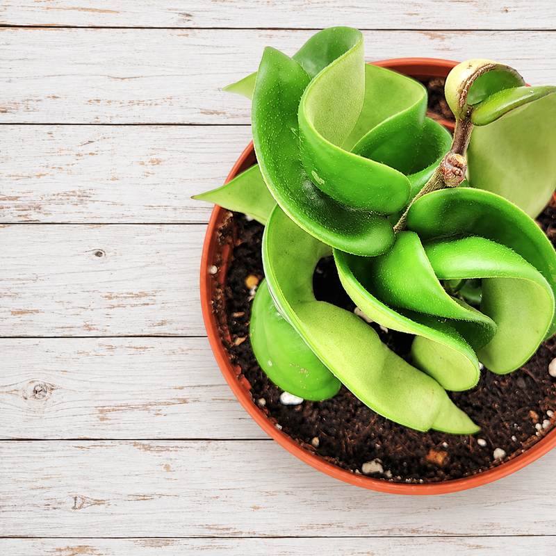 Hoya